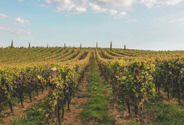 vignoble-bordeaux