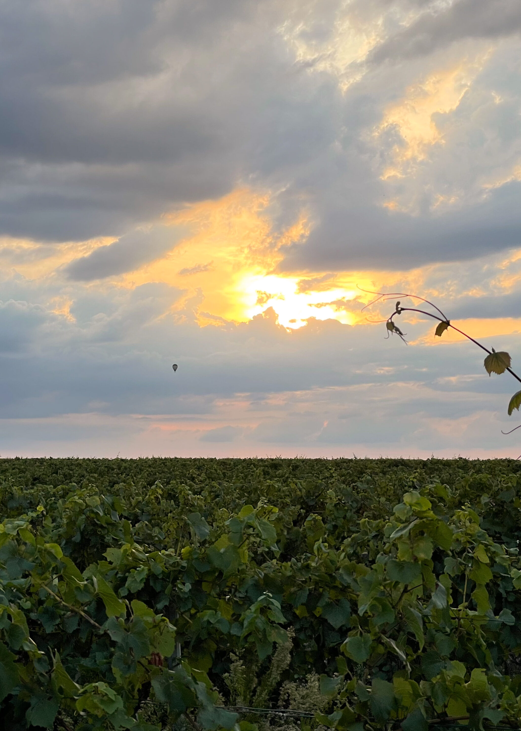 vigne-angers-loire
