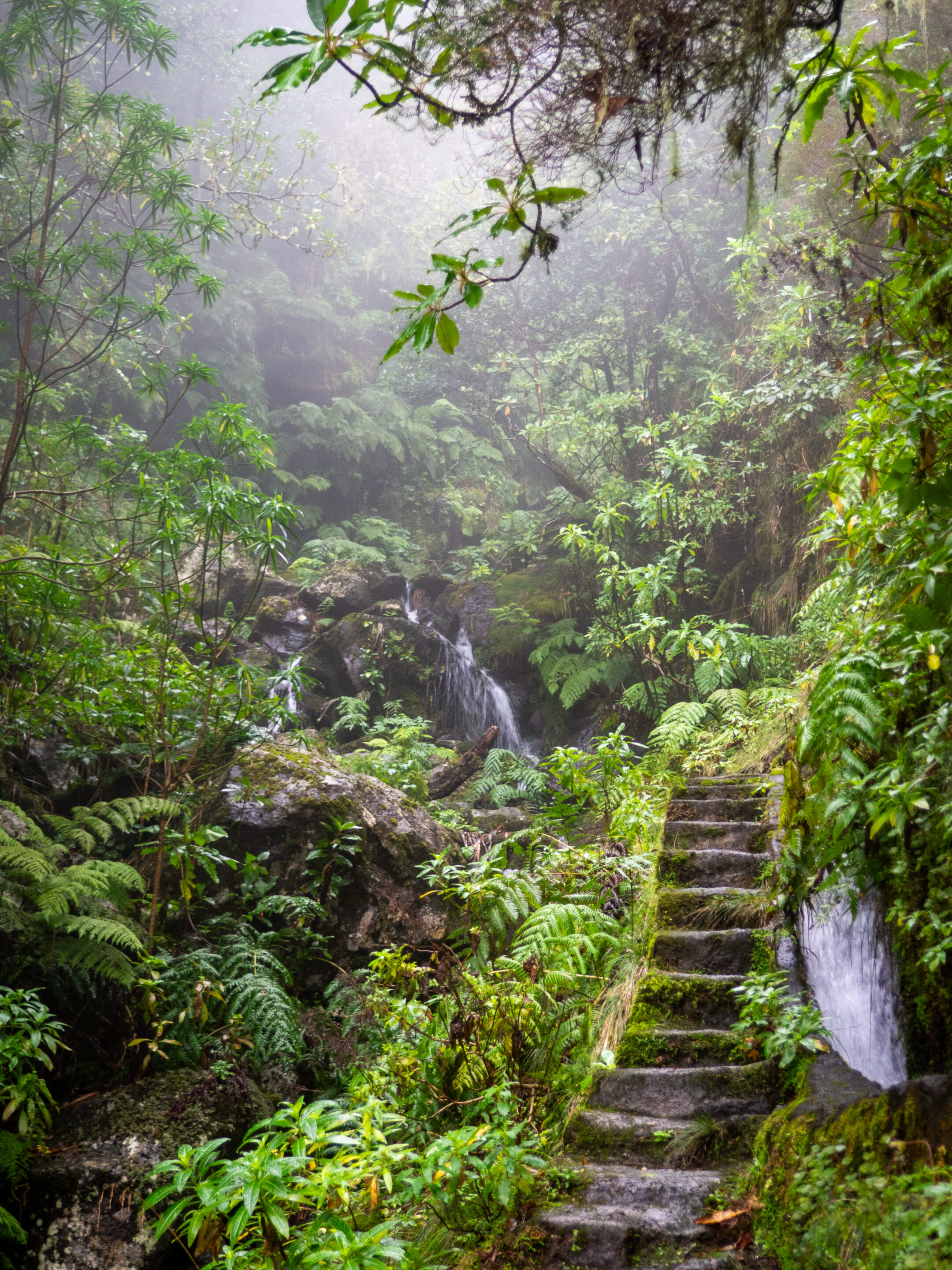 Madere-cascade micro-aventure-cascade-marches-madere