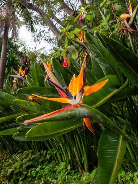 Fleure-madere
