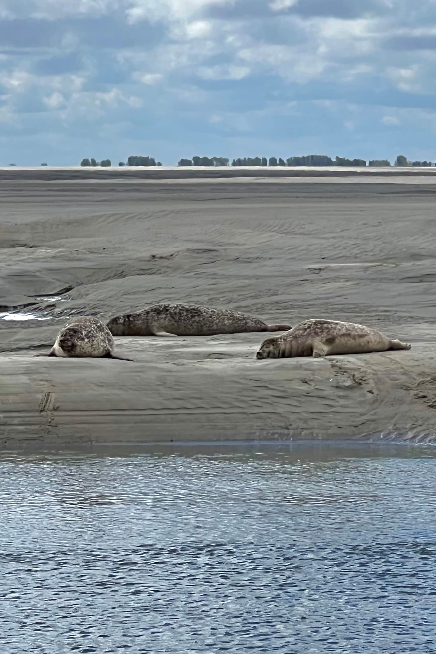 phoque-baie-de-somme