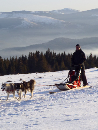 chiens-traineau-neige-montagne