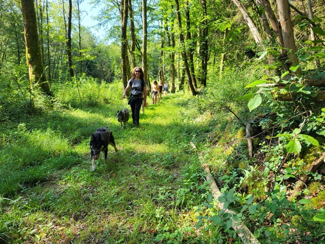 cani-rando-chiens<br />