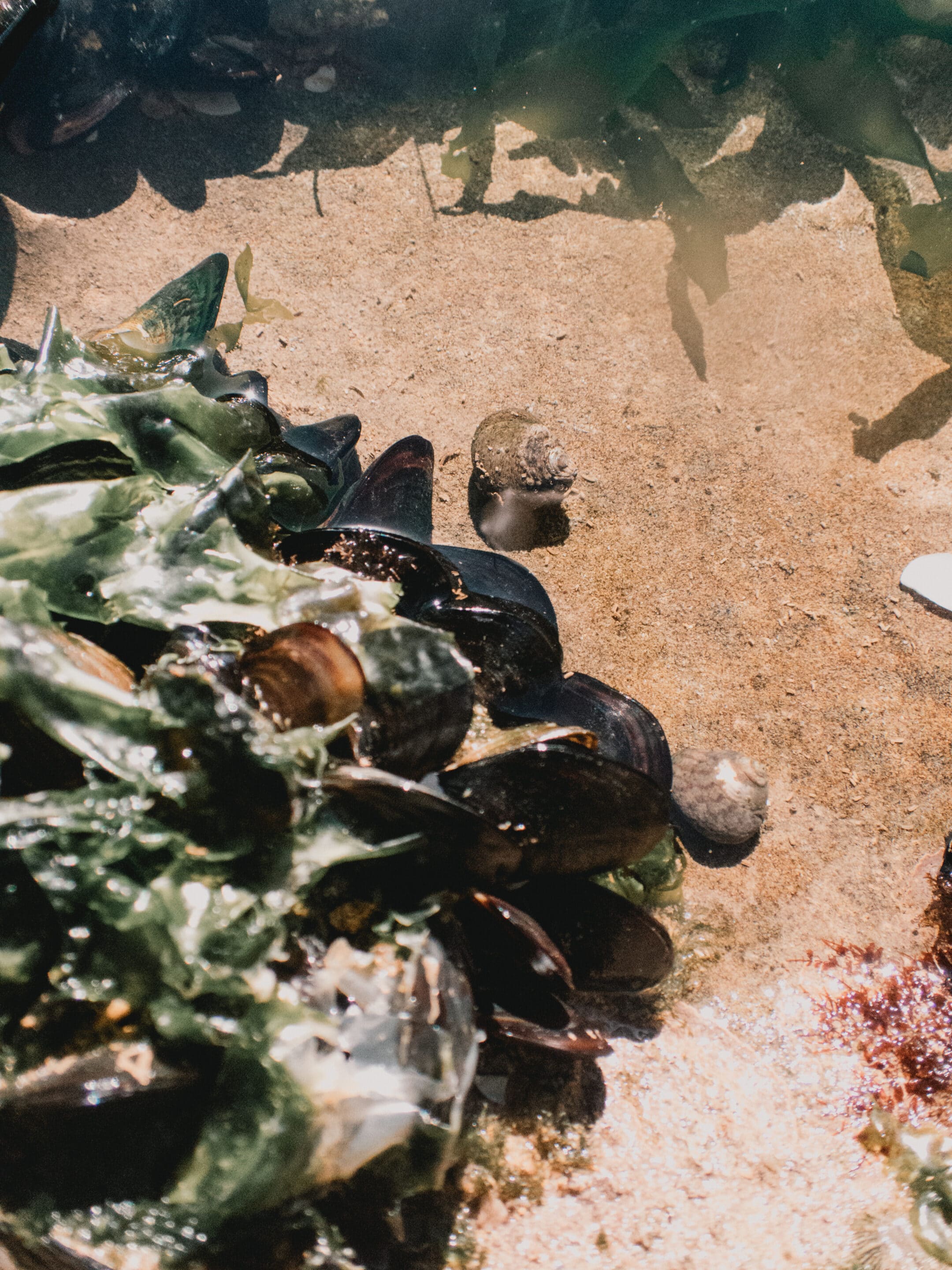 P1090164 peche-a-pied-coquillage