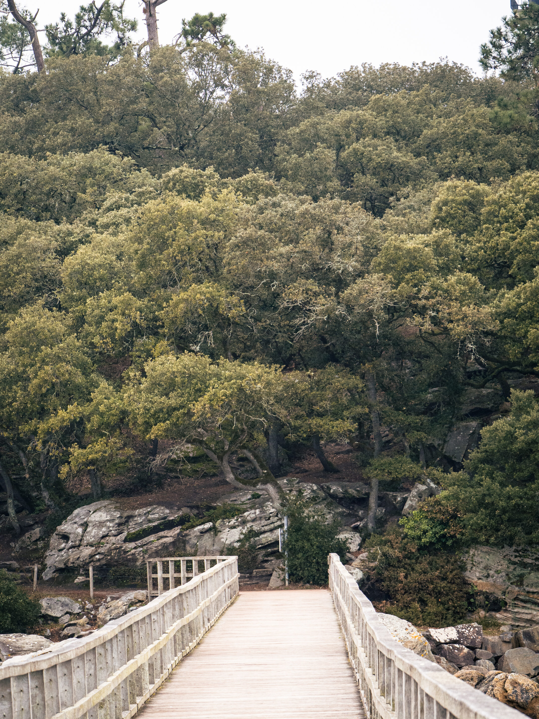 OLYMPUS DIGITAL CAMERA pont-plage-foret